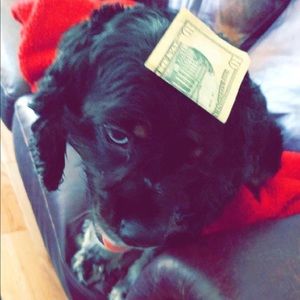 Meet your Posher, Wyatt